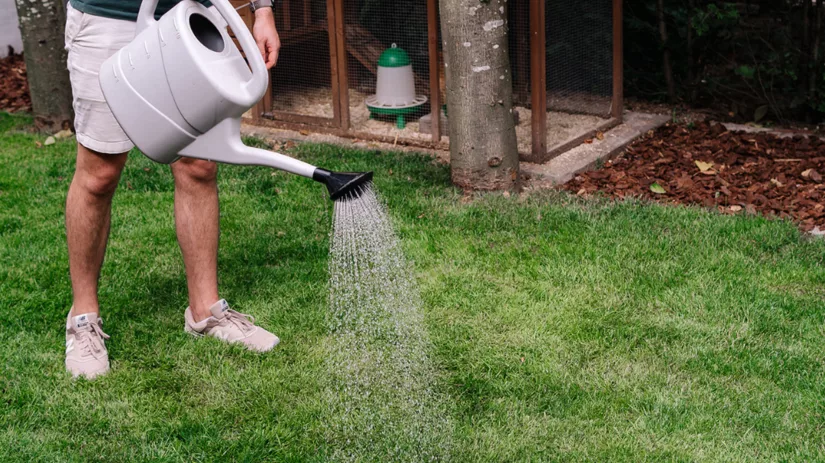 Engerlingen bestrijden met knoflook Engerlingen bestrijden met knoflook