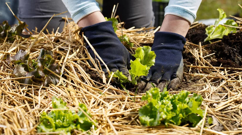 Bodembedekkers in de moestuin Bodembedekkers in de moestuin