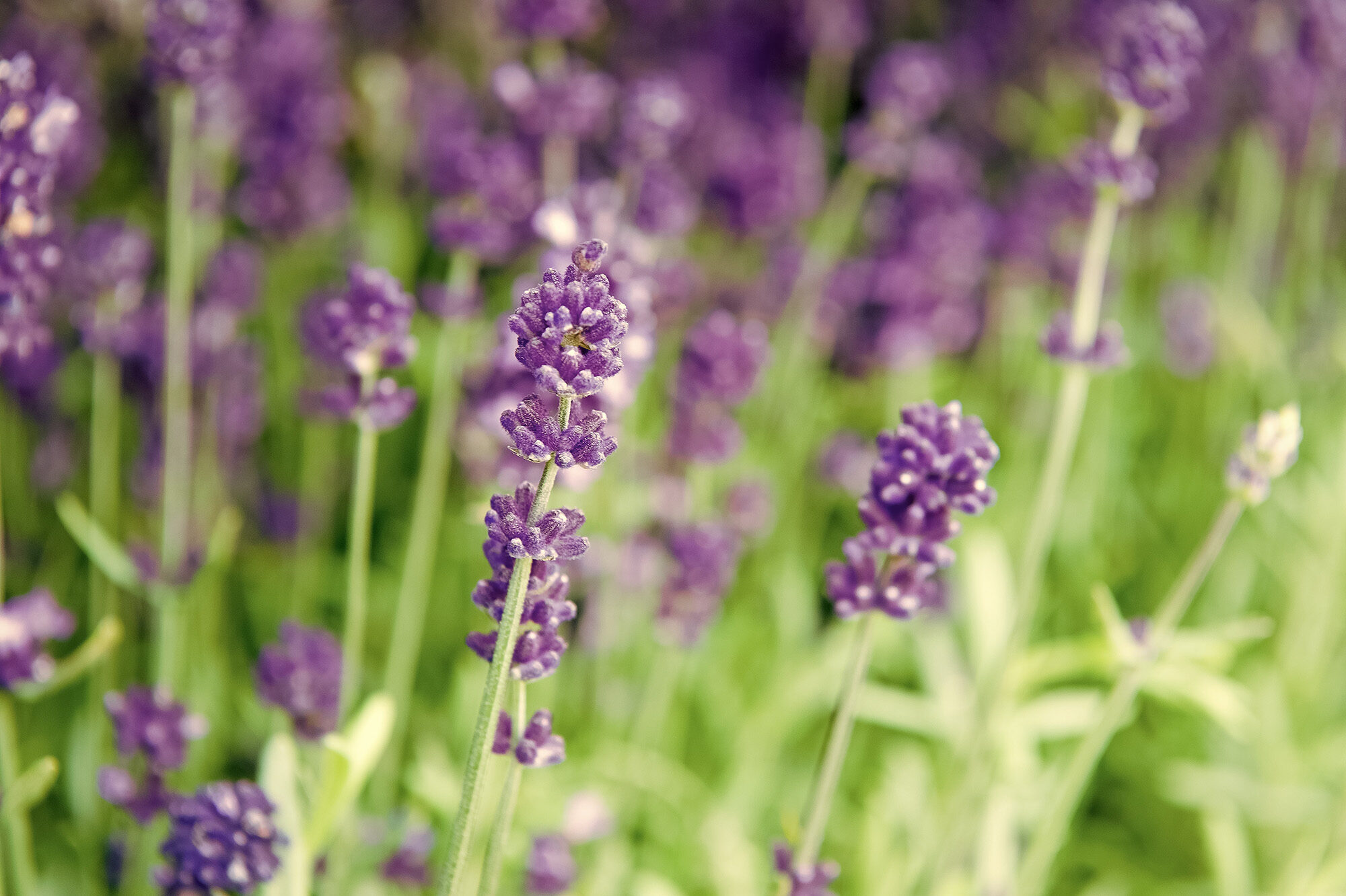 Lavendel: de perfecte plant voor ontspanning Lavendel: de perfecte plant voor ontspanning