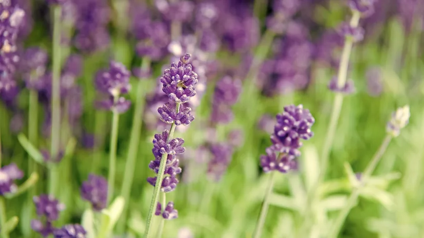 Lavendel: de perfecte plant voor ontspanning Lavendel: de perfecte plant voor ontspanning