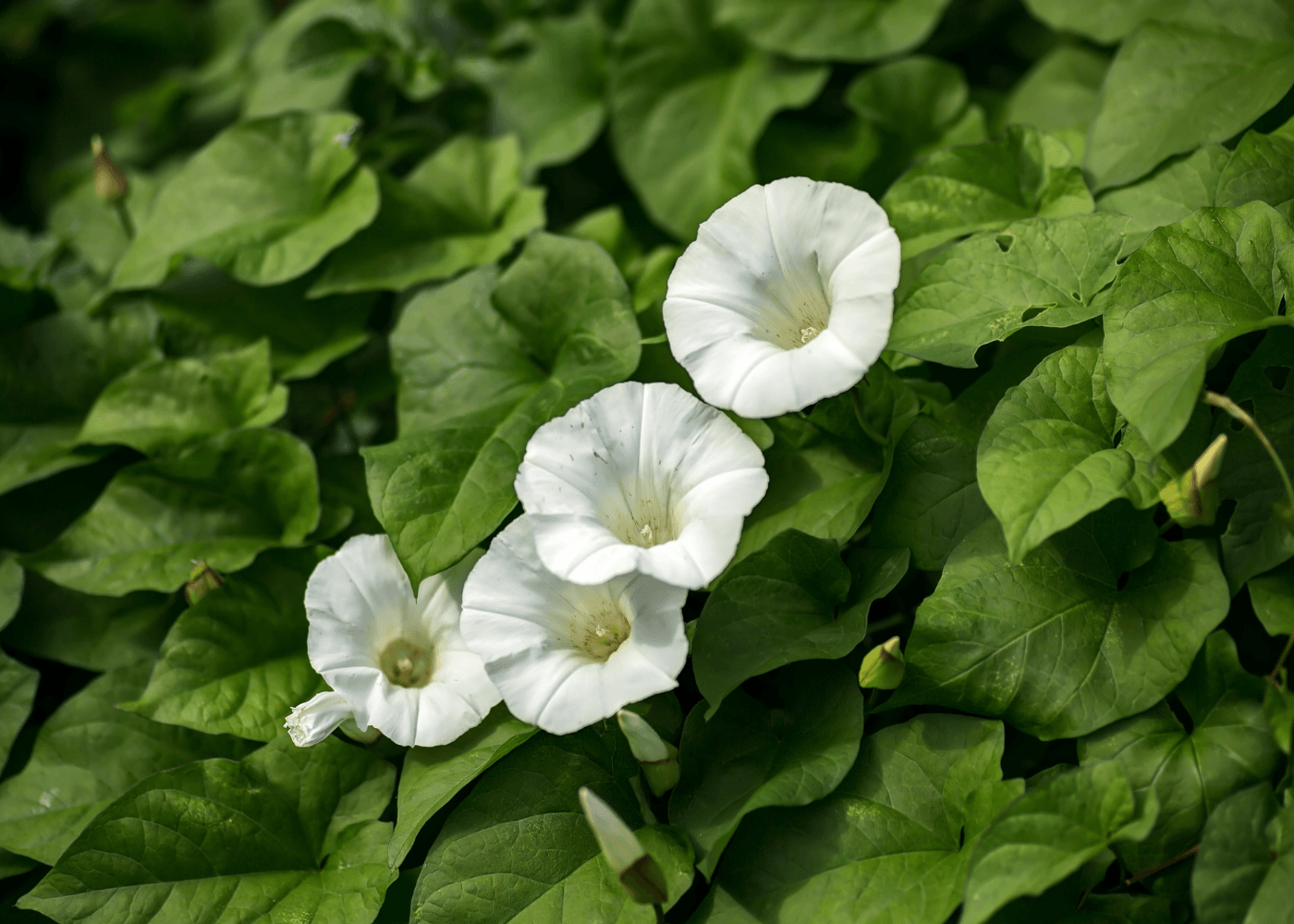haagwinde onkruid herkennen