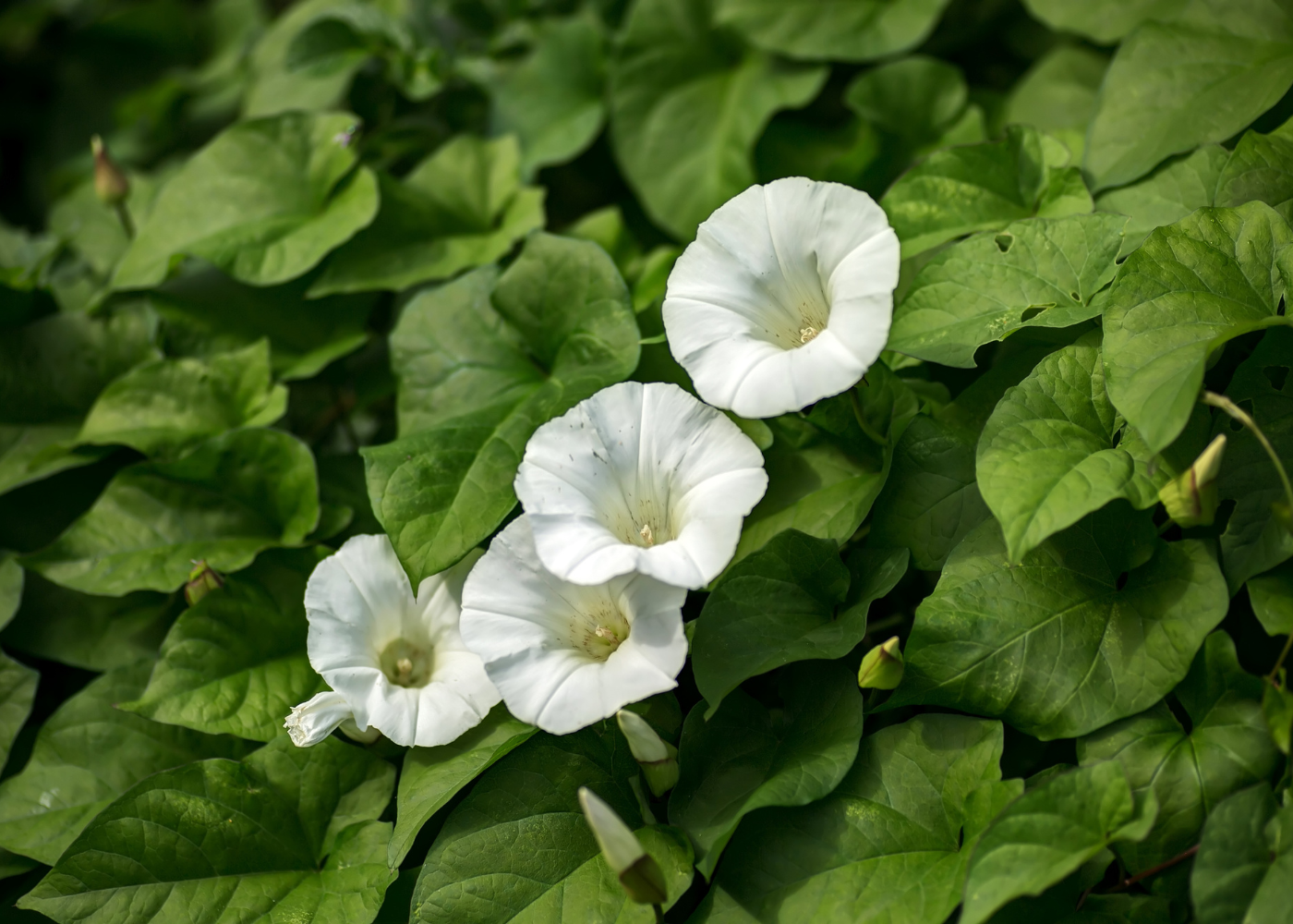 Haagwinde bestrijden
