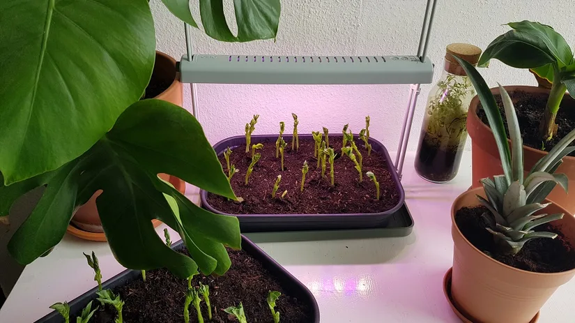 Zaailingen van Floor Floors binnenmoestuin met zaailingen in een plastic bak