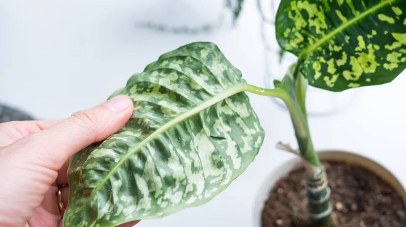 Meest voorkomende plagen bij kamerplanten Meest voorkomende plagen bij kamerplanten