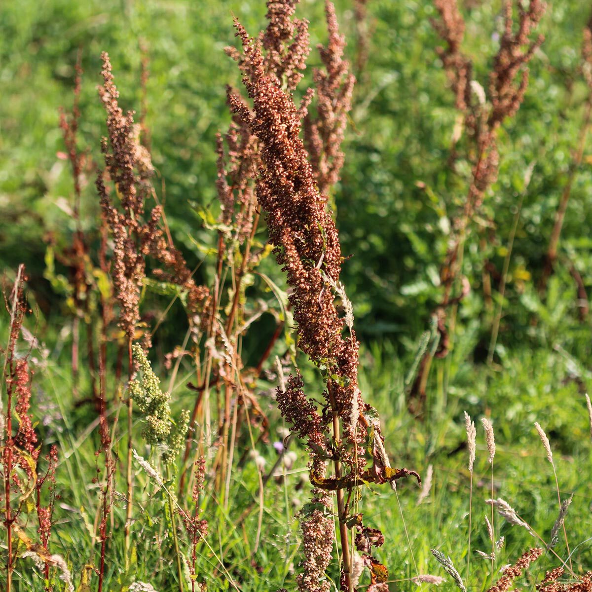 Ridderzuring bestrijden