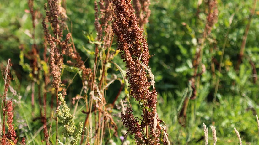 ridderzuring Ridderzuring bestrijden