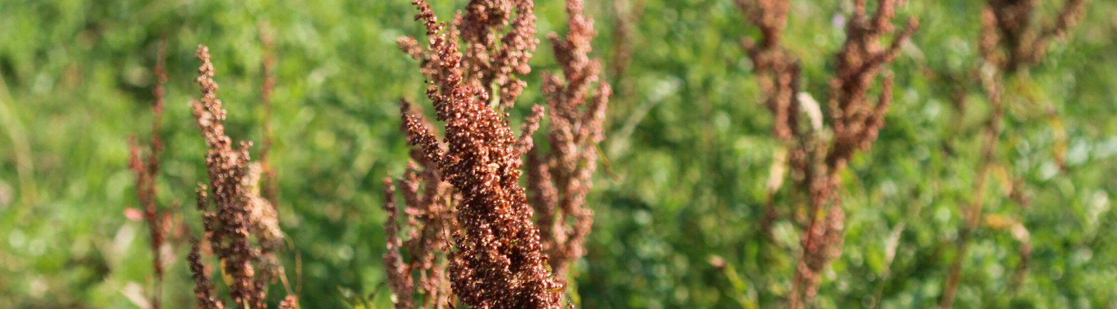 Ridderzuring bestrijden