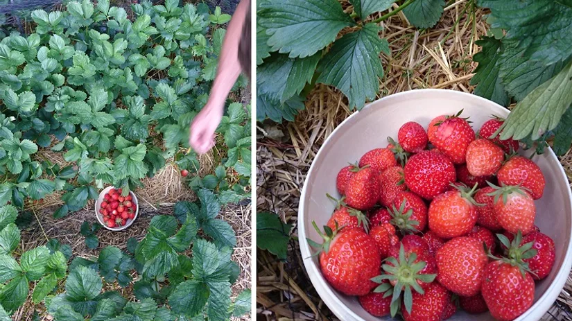 aardbeien aardbeien
