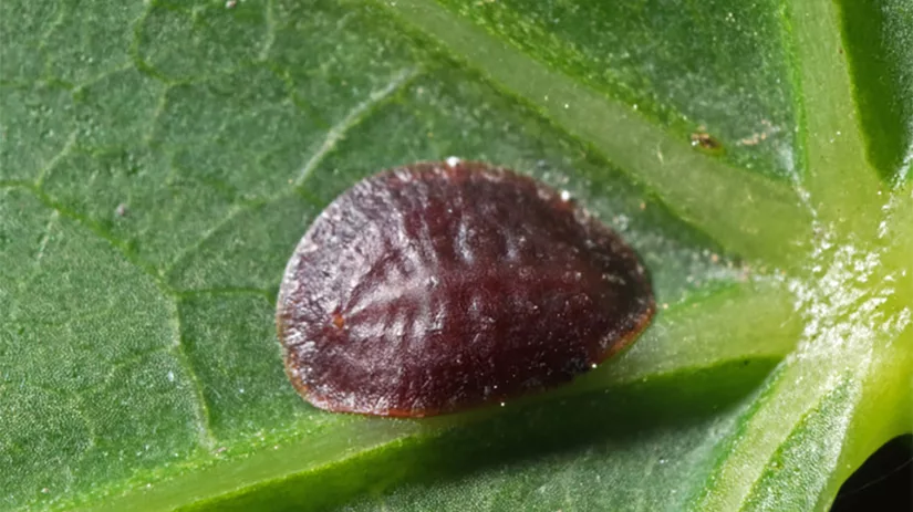 schildluis schildluis bestrijden