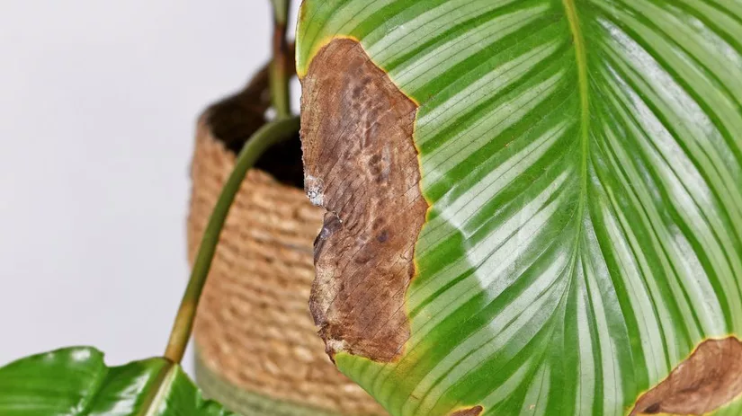 Bruine bladeren plant Bruine bladeren plant